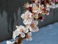 Fruit blossoms in snow 2.jpg