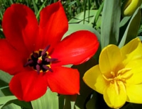San G spring tulips 3.jpg