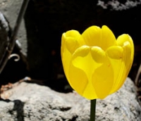 San G spring tulips 4.jpg
