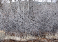 Winter branches in bosque 6.jpg