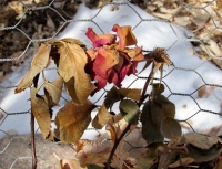 Winter rose in garden basket.jpg