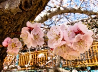 Apricot blossoms San G.jpg