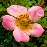 Rose pink sinlge