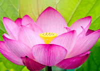 Tuan's-pink-lotus