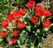 2009-Hermitage-red-tulips