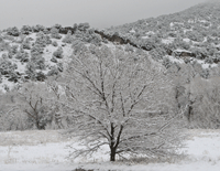 San-G-winter-snow-tree