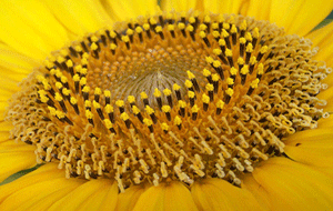 Sunflower-inner
