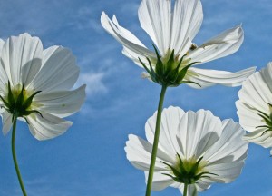 White flowers underneath