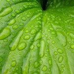 Wet large green leaf