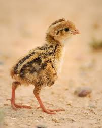 A JATAKA TALE: The Baby Quail Who Could Not Fly Away