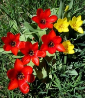 San G spring tulips 2.jpg