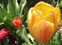 San G tulips yellow.jpg