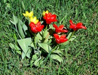San spring tulips.jpg