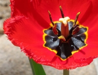 Fringed tulip 1.jpg