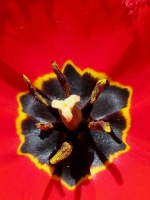 Fringed tulip 2.jpg