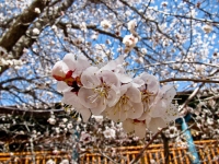 San G fruit blossoms 3.jpg