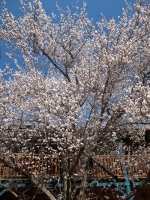 San G fruit blossoms.jpg