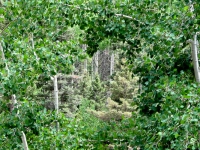 Woods 2.jpg