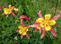 Columbine flowers14.jpg